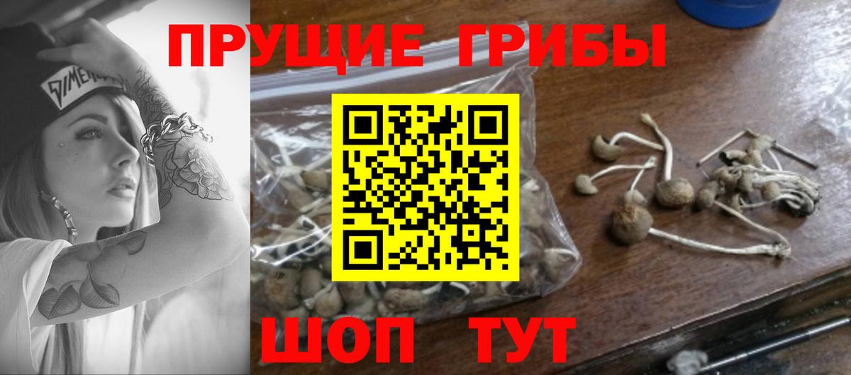 Псилоцибиновые грибы Cubensis  Вход с VPN  Советский 